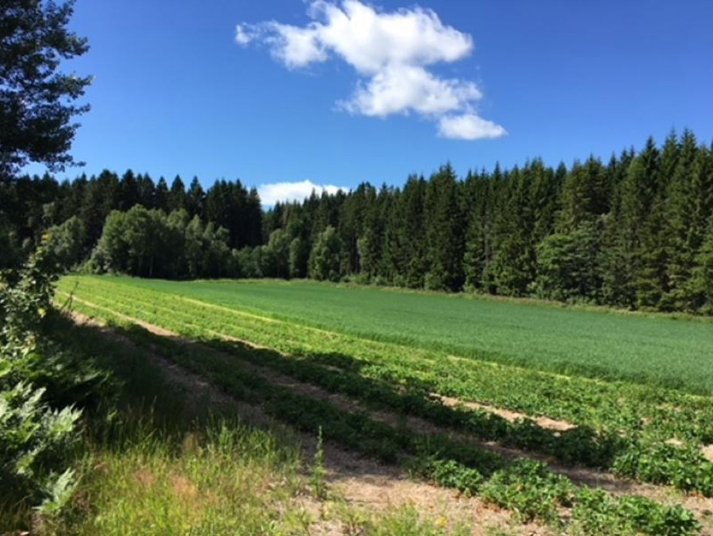 Bildet viser en jordbæråker med en skog i bakgrunnen.